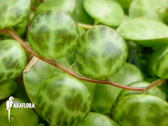 Peperomia prostata