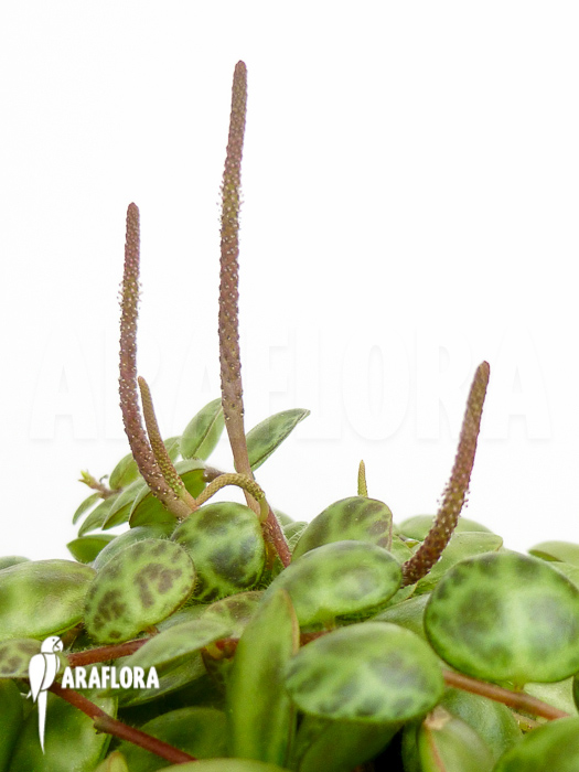 Peperomia prostata