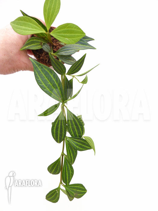 Peperomia puteolata ‘L’