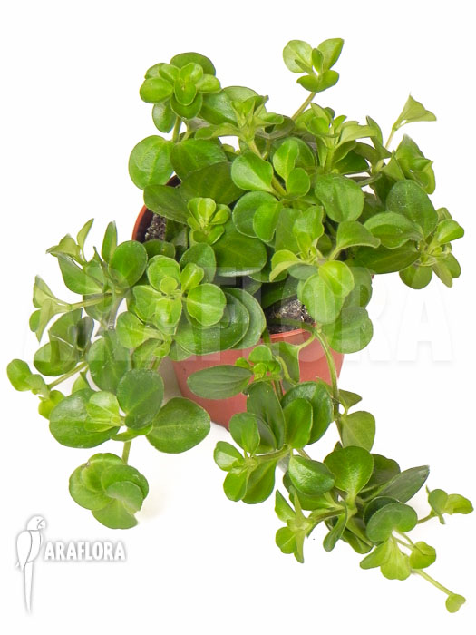 Peperomia rotundifolia