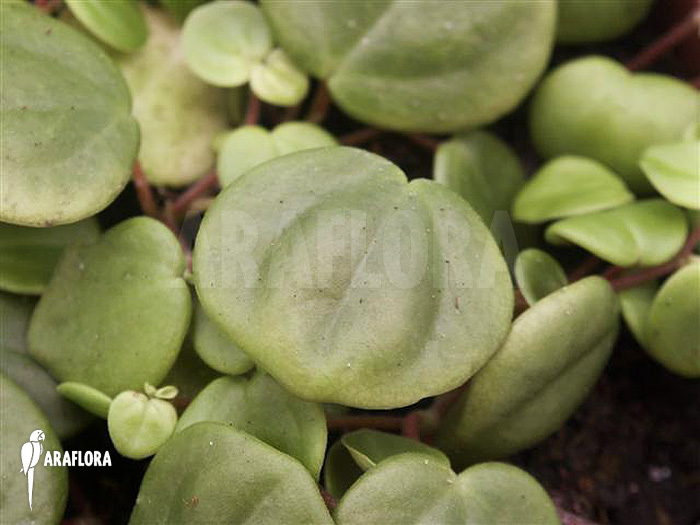 Peperomia serpens