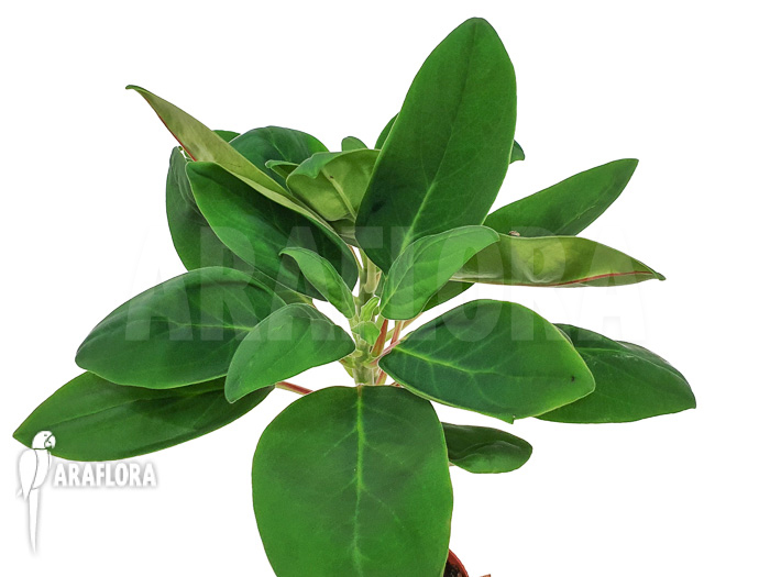 Peperomia vestita var. lindenii