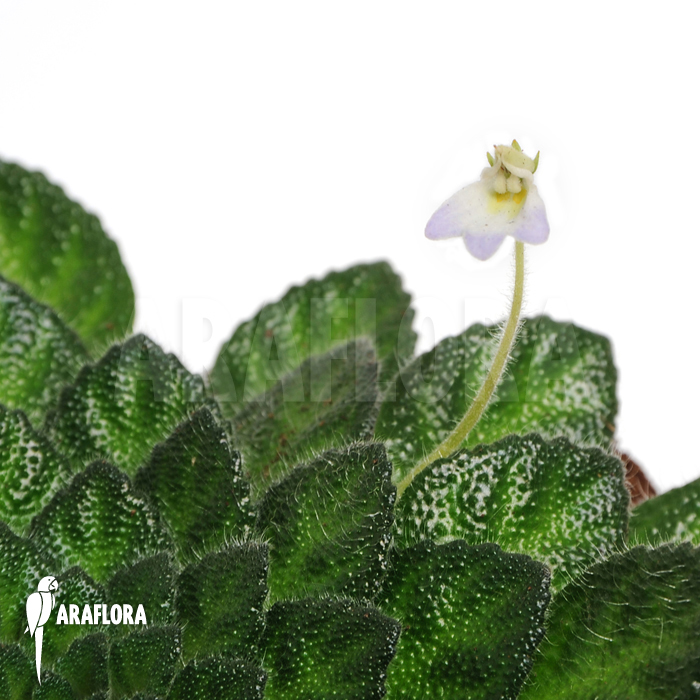 petrocosmea rosettifolia