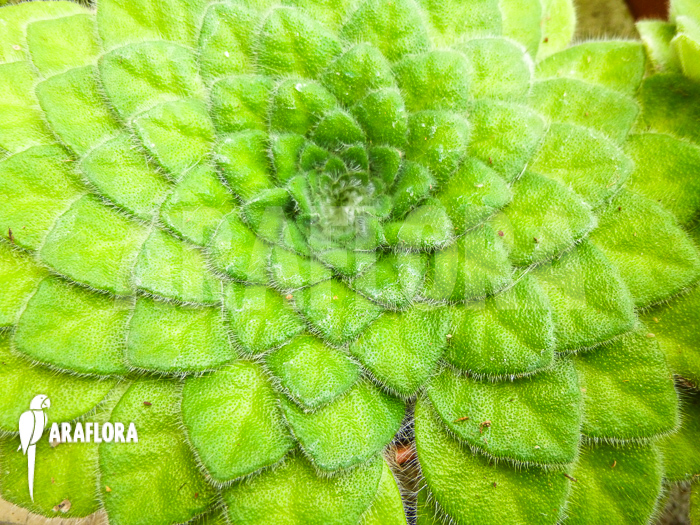 petrocosmea rosettifolia