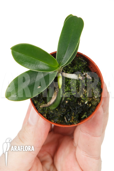 Phalaenopsis japonica