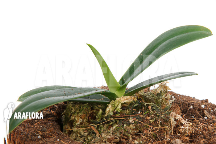 Phalaenopsis japonica