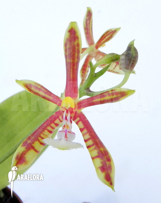 Phalaenopsis mannii