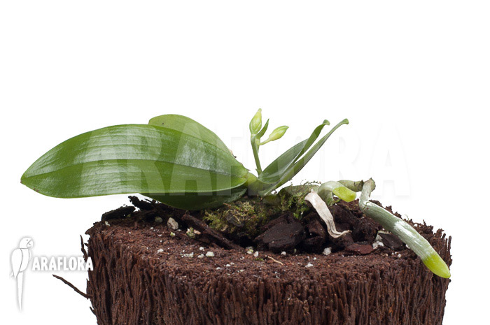 Phalaenopsis mannii var flava