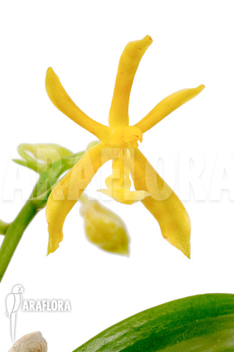 Phalaenopsis mannii var flava ‘L’