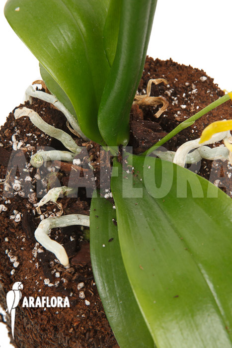 Phalaenopsis mannii var flava ‘L’