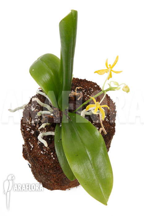 Phalaenopsis mannii var flava ‘L’