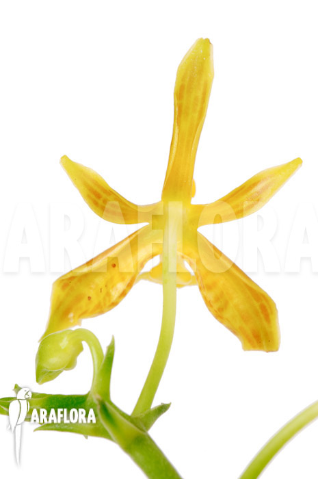 Phalaenopsis mannii var flava ‘L’