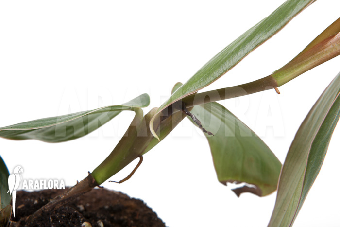 Philodendron ‘Burle Marx Fantasy’