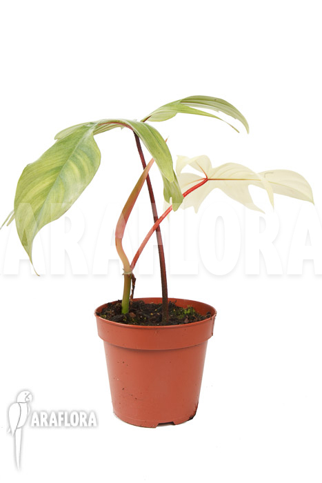 Philodendron Florida Ghost ‘M’