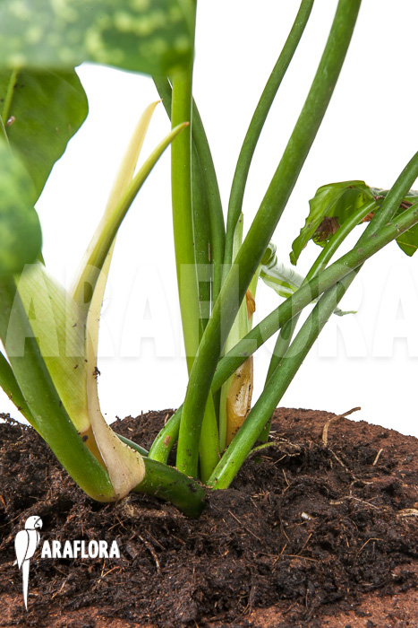 Philodendron ‘Golden Dragon’