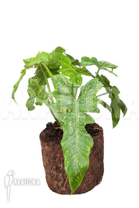 Philodendron ‘Golden Dragon’