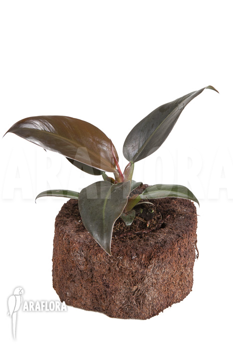 Philodendron ‘Imperial Red’