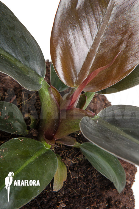 Philodendron ‘Imperial Red’