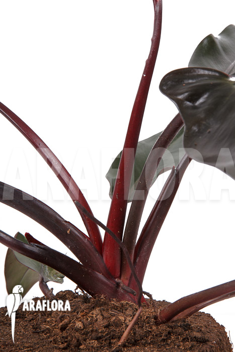 Philodendron ‘Red Heart’