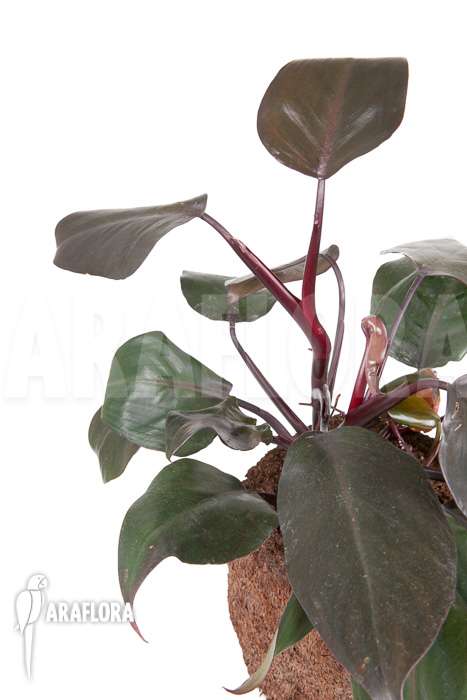 Philodendron ‘New Red’