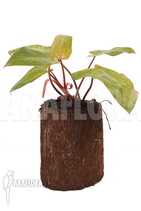 Philodendron Painted Lady