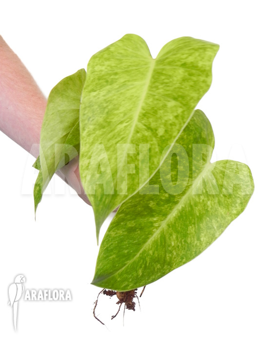 Philodendron Painted Lady starter