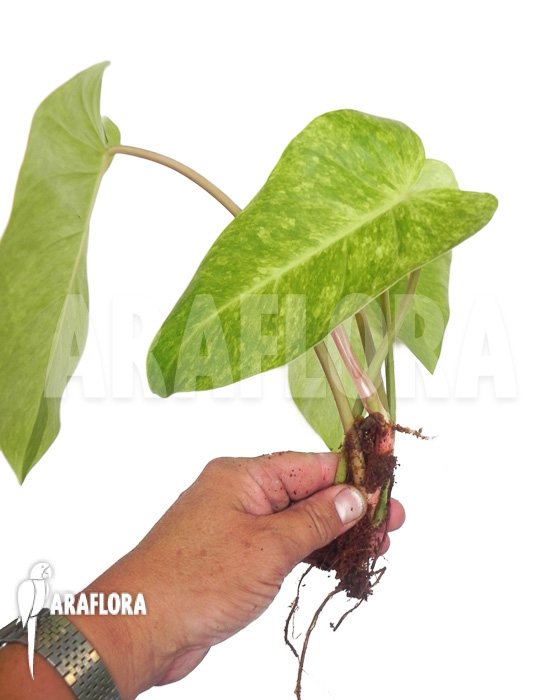 Philodendron Painted Lady starter