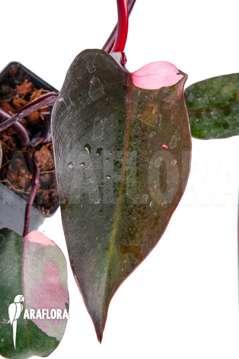 Philodendron Pink Princess