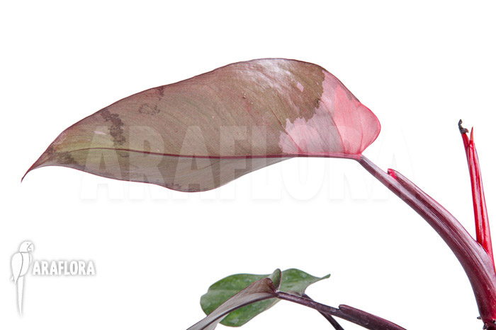 Philodendron Pink Princess