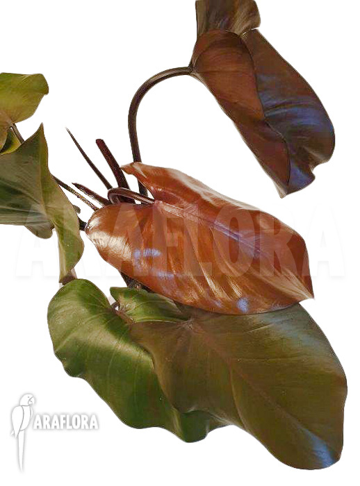 Philodendron ‘Purple-Congo’