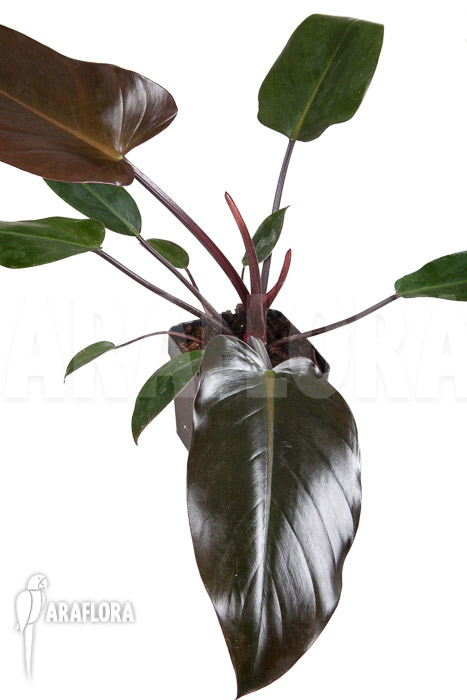 Philodendron x ‘Red Congo’