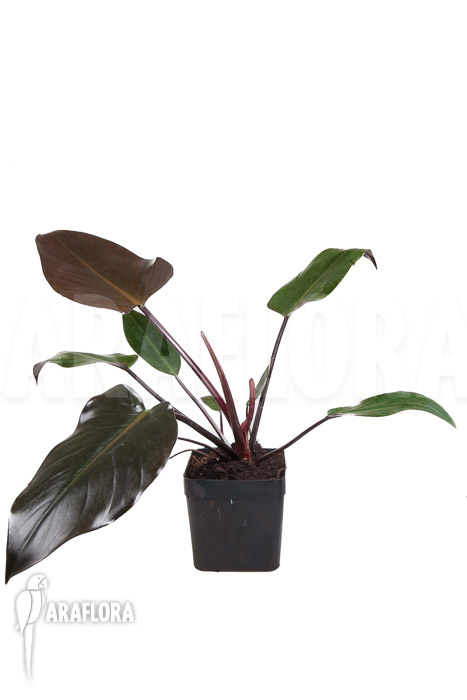 Philodendron x ‘Red Congo’