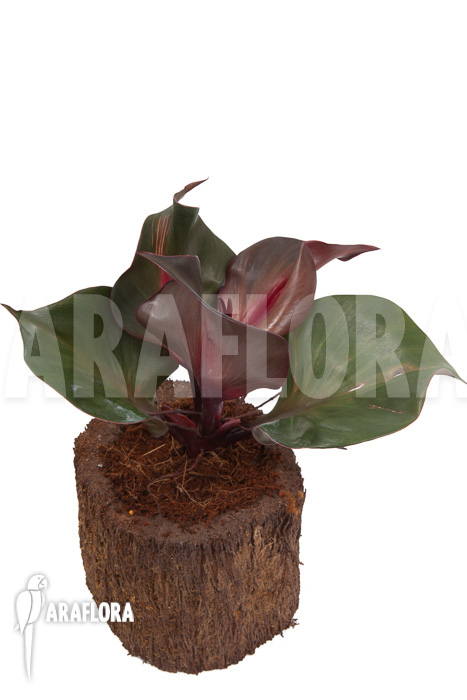 Philodendron ‘Red Heart’