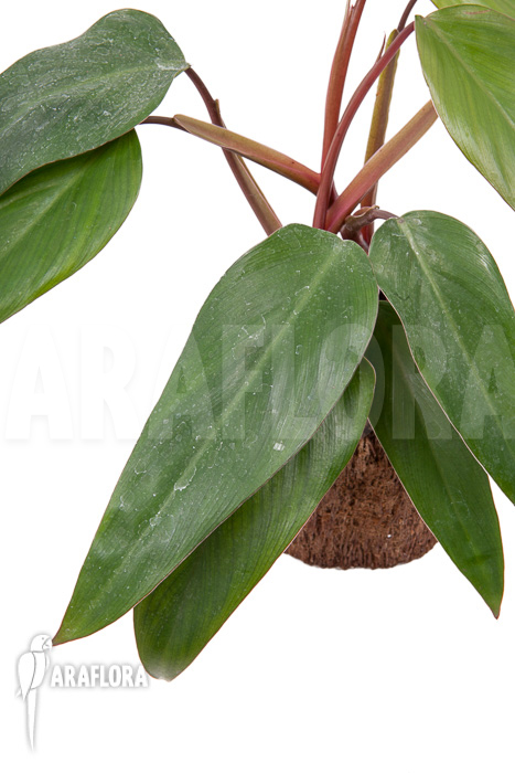 Philodendron ‘Ruby nieuw’