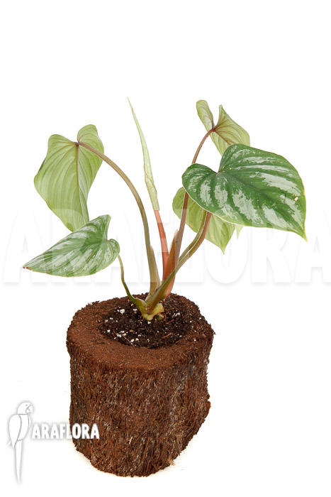 Philodendron brandtianum ‘L’