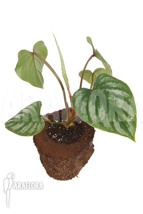 Philodendron brandtianum ‘L’