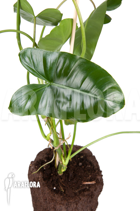 Philodendron burle-marxii