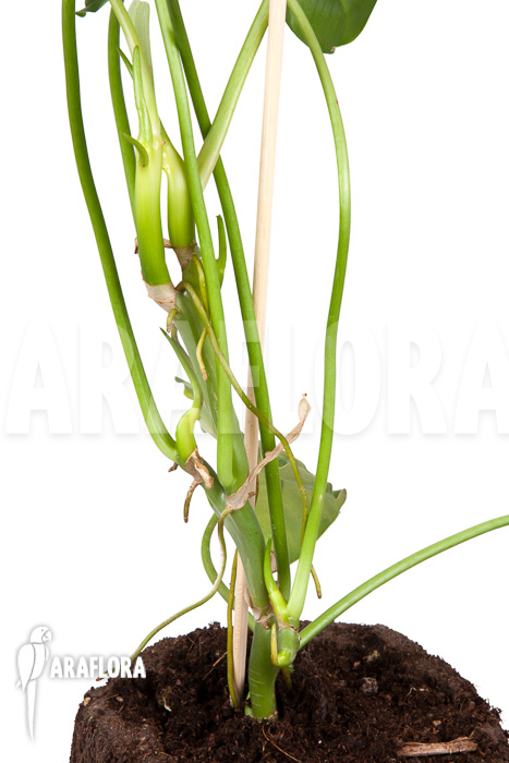 Philodendron burle-marxii