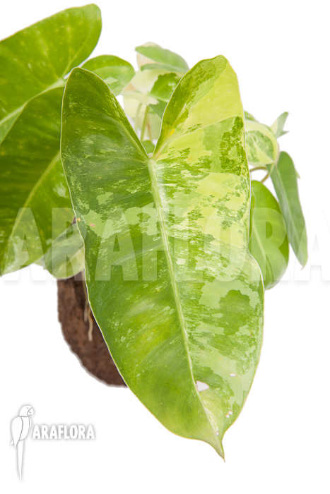 Philodendron burle marxii variegated P3