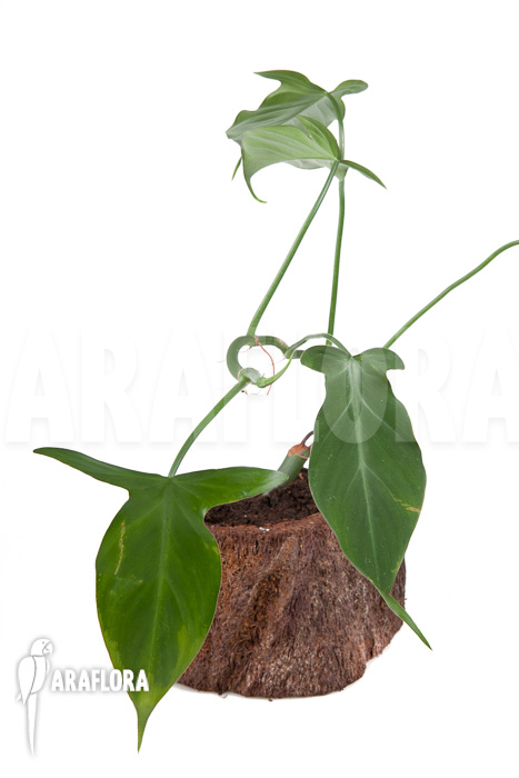 Philodendron camposportoanum