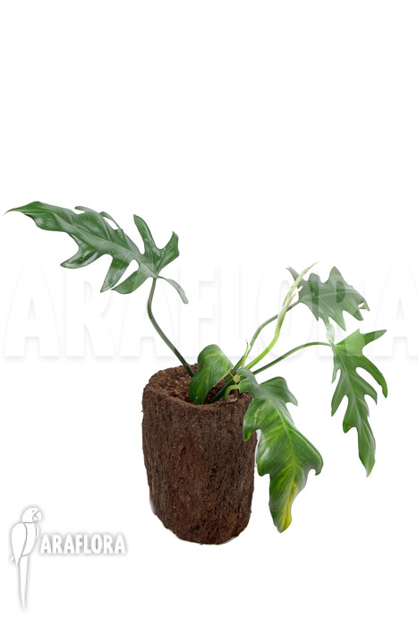 Philodendron elegans ‘M’