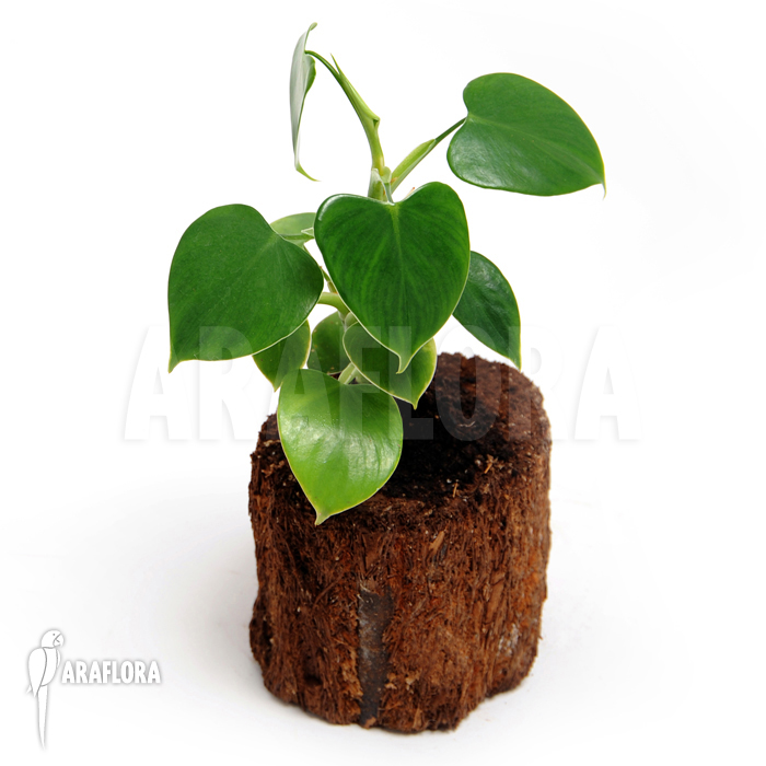 Philodendron fibrillosum