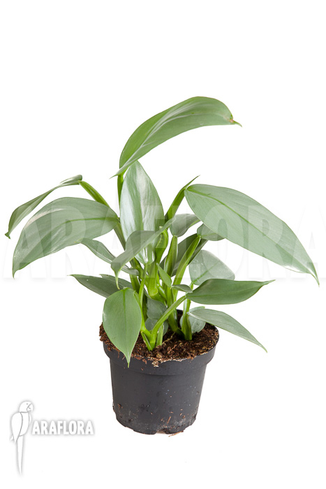 Philodendron hastatum Silver Sword ‘M’