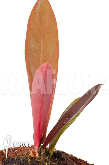 Philodendron linnaei