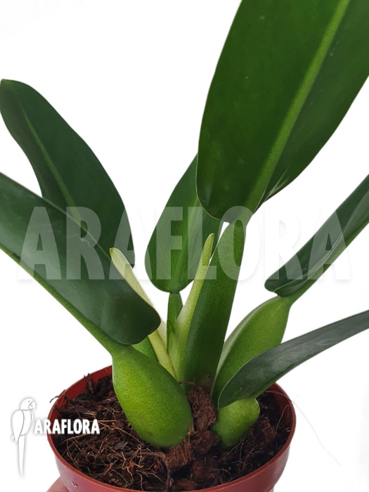 Philodendron martianum ‘starter’