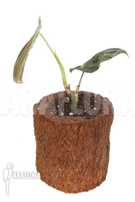 Philodendron melanochrysum Starter