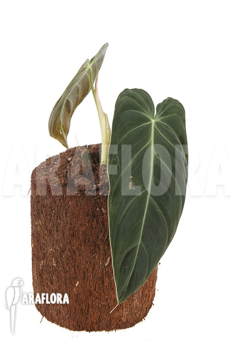 Philodendron melanochrysum Starter