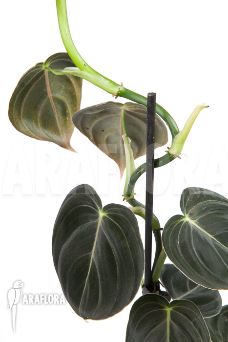 Philodendron micans ‘L’