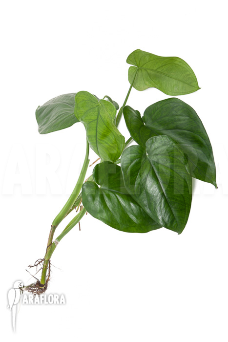 Philodendron ornatum