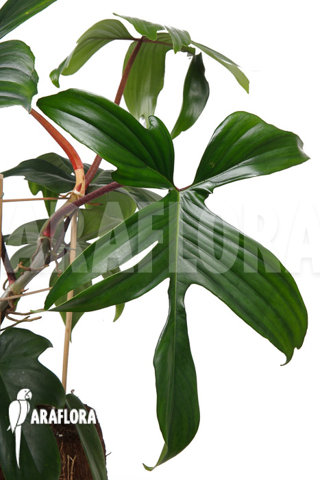 Philodendron pedatum